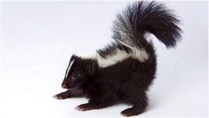 skunk